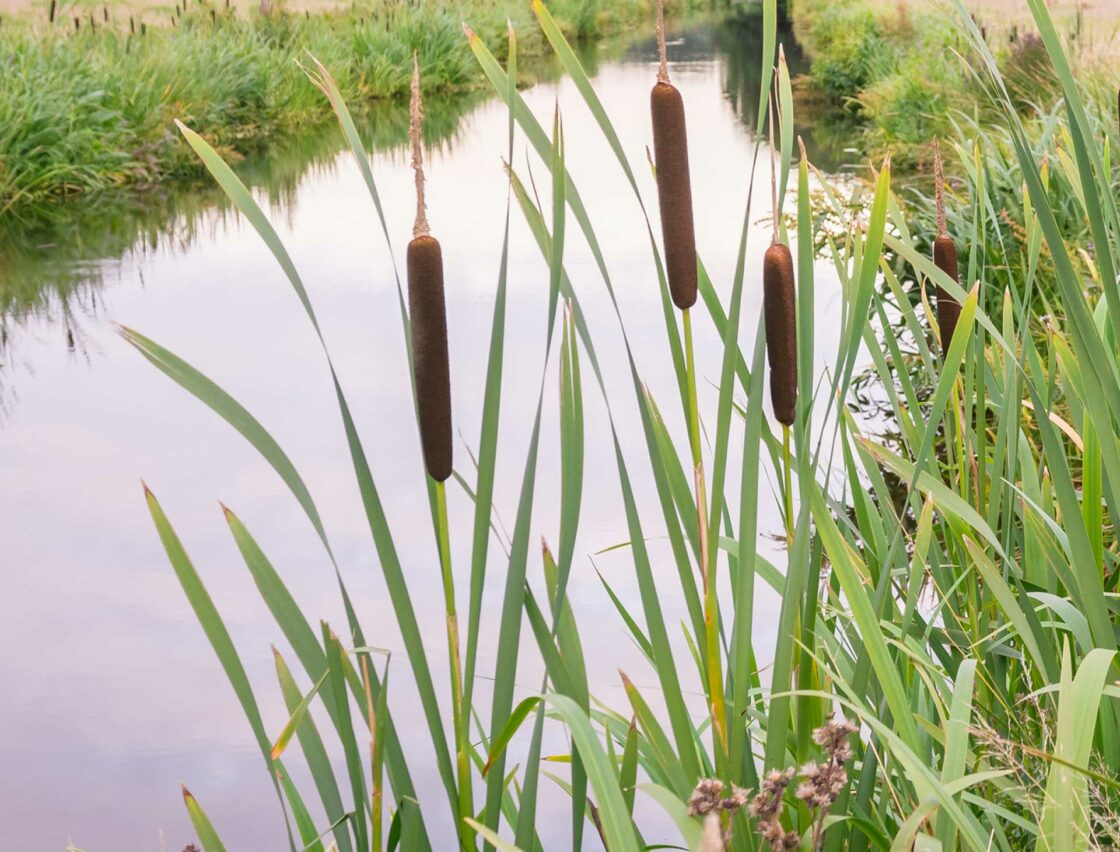 Sustainable drainage